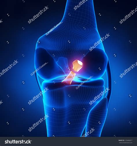 206 Posterior Cruciate Ligament Images, Stock Photos, 3D objects ...