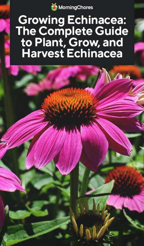 Growing Echinacea The Complete Guide To Plant Grow And Harvest Echinacea