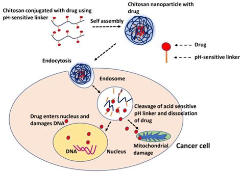 Ph Responsive Drug Release Of Tamoxifen From Chitosan Nanoparticles