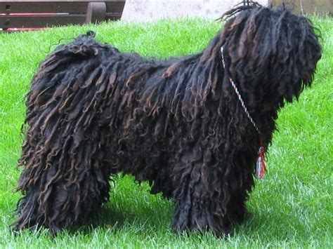 Puli Breed Guide - Learn about the Puli.