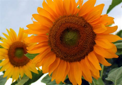 Revisiting: Ah! Sunflower or Heliotropism (part 1) | Constance Ann Morrison