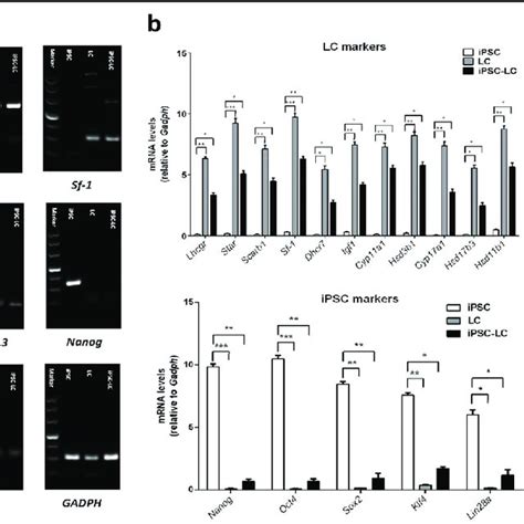 Identification Of Leydig Like Cells Derived From Induced Pluripotent