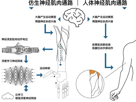 Brainco黑科技，让脑机接口真正改变千万肢残人士生活 知乎