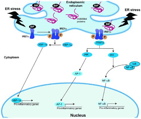 Er Stress Signaling Pathway