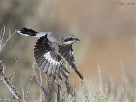 My Favorite Shrike Flight Shot Feathered Photography