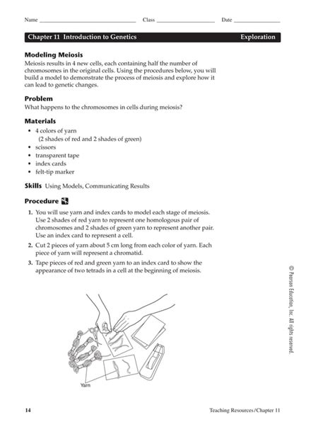 Modeling meiosis | PDF