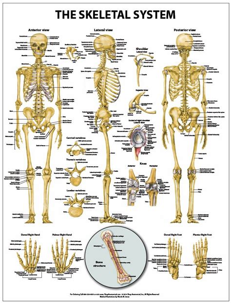 Buy The Skeletal System Anatomical Wall Chart Paper Online At