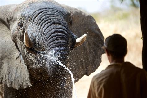 Inside the war to save Africa's elephants | CNN