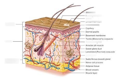 Chapter The Integumentary System Diagram Quizlet