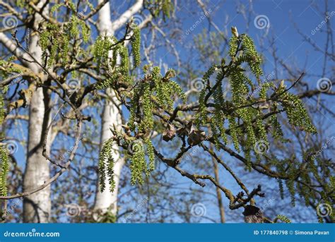 Populus Alba Tree In Bloom Stock Photo Image Of Silverleaf 177840798