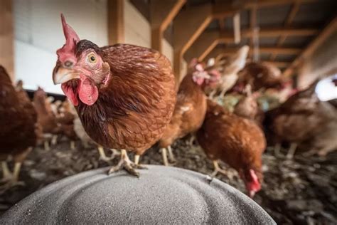 Begini Cara Budidaya Ayam Petelur Untuk Pemula Mudah Hasilkan Telur