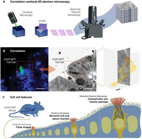 Identifying tuft cells for volumetric electron microscopy. (A) Overview ...