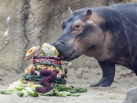 Birthday girl Fiona the hippo helps raise money for Australia wildfire ...