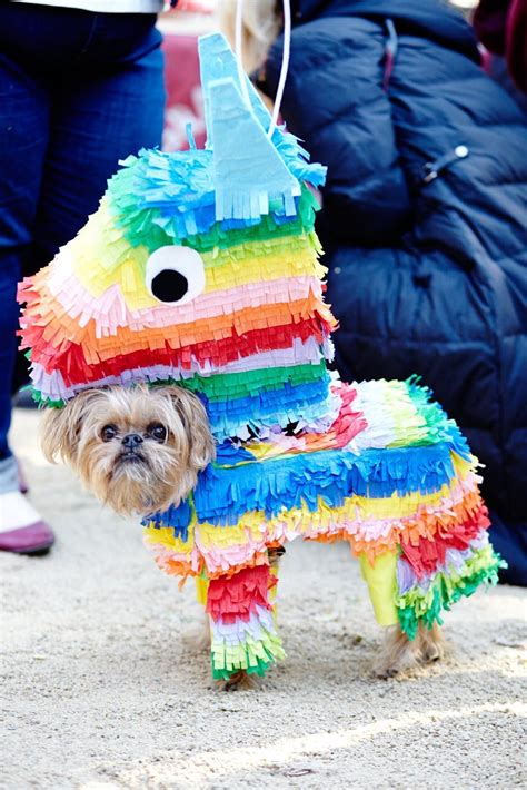 30+ Diy funny dog costumes ideas | 44 Fashion Street