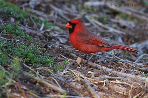 Northern Cardinal — Beach Birding