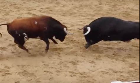 Bull fight in Spain sees two bulls die after clashing heads in arena ...