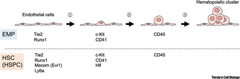 Development Of The Hematopoietic System Expanding The Concept Of