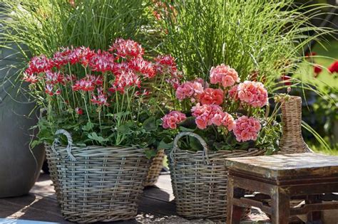 Pelargonie Na Balkonie I Tarasie Inspiracje Urzadzamy Pl