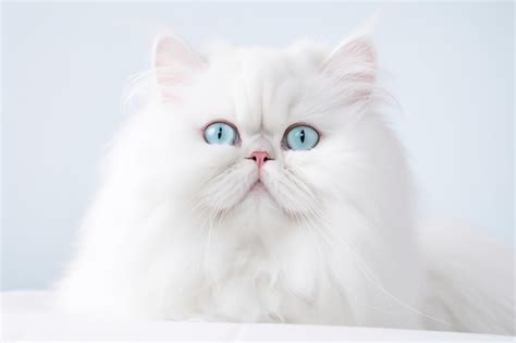 Un Gato Persa Blanco Con Ojos Azules Se Sienta Sobre Un Fondo Azul