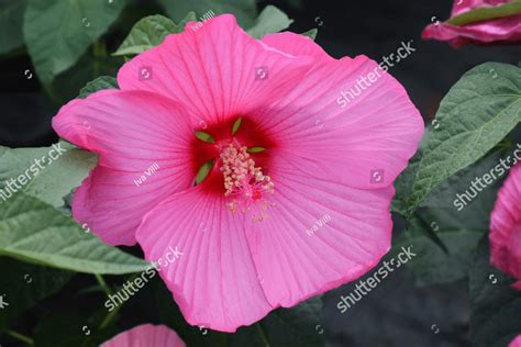 Hardy Hibiscus Luna Rose Flower Latin Name Hibiscus Moscheutos Luna