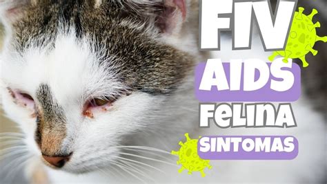 Sintomas Da FIV Quanto Tempo Vive Um GATO FIV YouTube