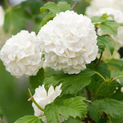 Amazon Qauzuy Garden Seeds White Hydrangea Hortensia Flower