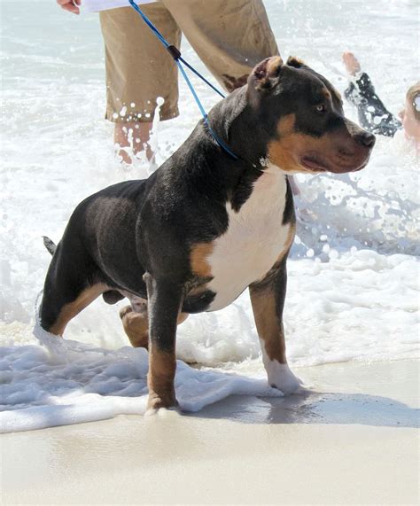 Pensacola Beach American Bully Maserati Of Big Momma S Bullies