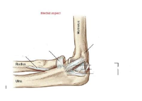 Elbow medial aspect Diagram | Quizlet