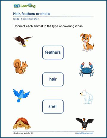 Animal Systems Worksheet
