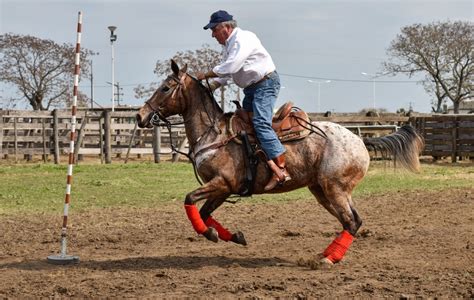 Los caballos serán una de las principales atracciones de la Expo Rural