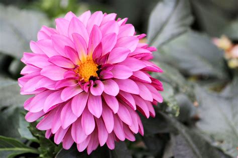 Banco de imagens Flor plantar flor pétala botânica jardim Rosa