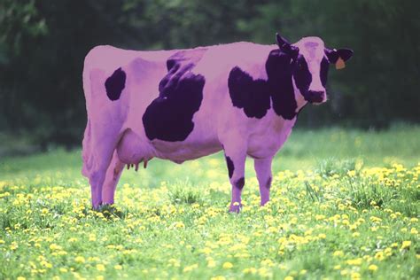 Shukernature I Never Saw A Purple Cow Well Now I Have Sort Of