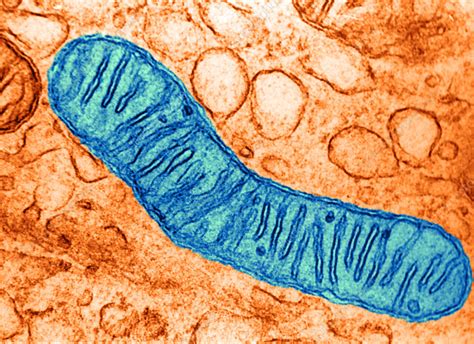 Mitochondrion Section Tem Stock Image C Science Photo