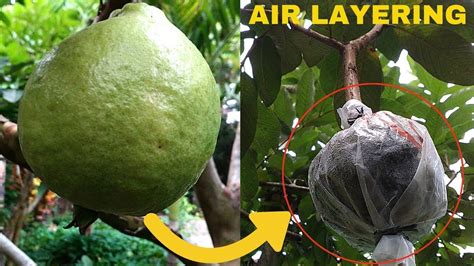 Guava Tree Air Layering Propagation With The Result YouTube