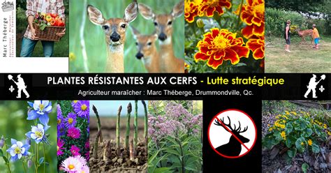 Plantes Résistantes aux Cerfs ou Chevreuils Lutte Stratégique au Jardin