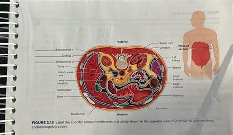 Solved Figure 2 13 Label The Specific Serous Membranes And