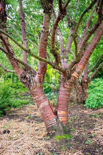 Image Paperbark Cherry Prunus Serrula 519102 Images Of Plants And