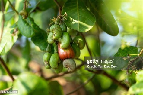 Cashew Nut Fruit Tree