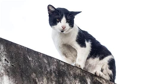 Black and White Cat Names - 49+ Awesome Names for Your Cat