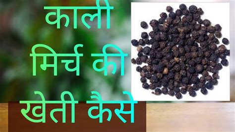 Black Pepper Farming Kali Mirch Plant Kali