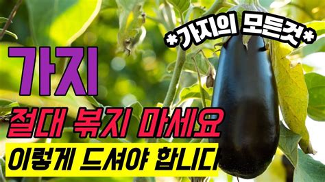 기름에 볶지말고 매일 이렇게 드세요 암세포가 사라진다고🔥 가지 싫어하신분들 꼭 보세요 Eggplant Eat It