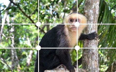 17 Reglas de Composición Fotográfica para Mejorar tus Fotos