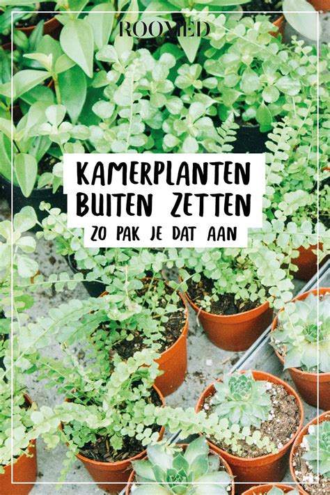 Pin Op Zomerse Inspiratie Voor Kamerplanten N De Tuin