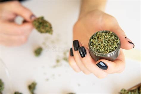 Woman Rolling a Cannabis Blunt on White Background. Marijuana Use ...