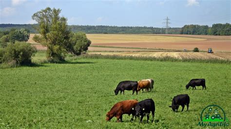 Revolutionizing Dairy Farming: The Future of Sustainable and Profitable Milk Production - MyAgriLife