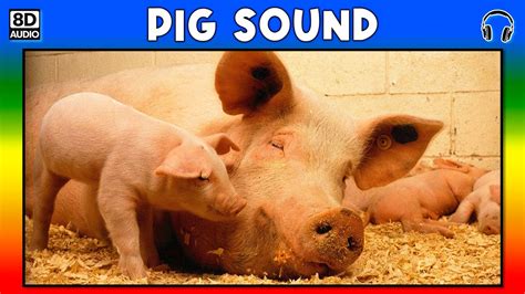 🐷 Pig Sound Pig Sound Effect Sound Of Pig Noise Of Pig Youtube