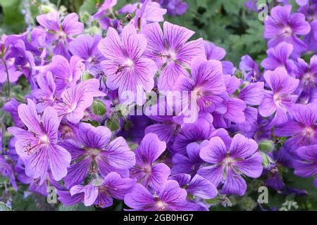 Geranium X Magnificum Purple Cranesbill Mass Of Violet Flowers With