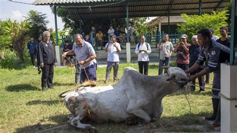 Ketahui Ketentuan Doa Dan Cara Menyembelih Hewan Kurban Sesuai Syariat