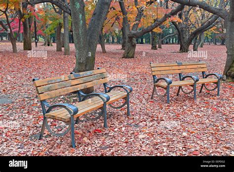 Trees in Fall foliage in Tokyo, Japan Stock Photo - Alamy