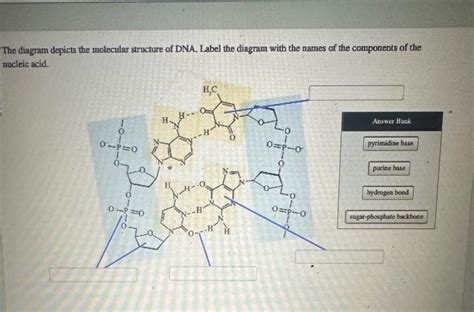 Solved The diagram depicts the molecular structure of DNA. | Chegg.com